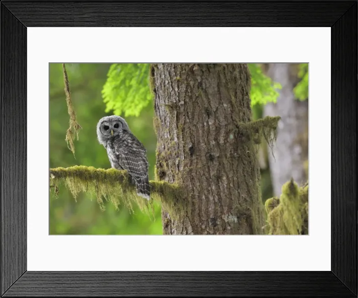 Framed Print : Barred Owl - owlet (only recently fledged) - in Olympic National Park Rain Forest - WA -USA - Summer _C3B4409 Framed Print : Barred Owl - owlet (only recently fledged) - in Olympic National Park Rain Forest - WA -USA - Summer _C3B4409