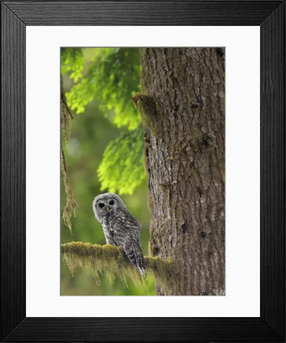Framed Print : Barred Owl - owlet (only recently fledged) - in Olympic National Park Rain Forest - WA -USA - Summer _C3B4426 Framed Print : Barred Owl - owlet (only recently fledged) - in Olympic National Park Rain Forest - WA -USA - Summer _C3B4426