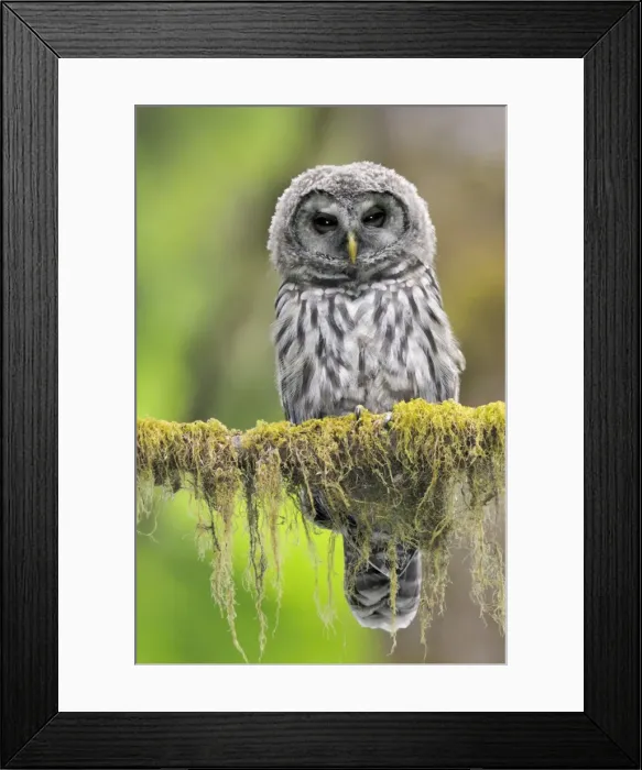 Framed Print : Barred Owl - owlet (only recently fledged) - in Olympic National Park Rain Forest - WA -USA - Summer _C3B4474 Framed Print : Barred Owl - owlet (only recently fledged) - in Olympic National Park Rain Forest - WA -USA - Summer _C3B4474