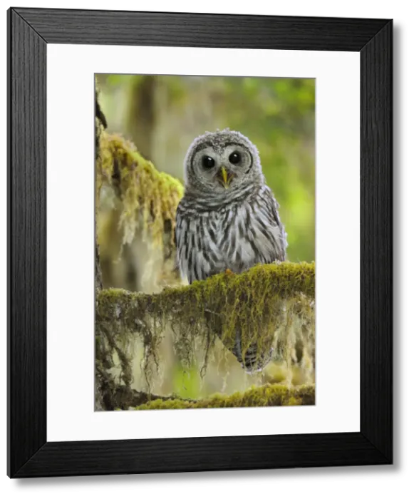 Framed Print : Barred Owl - owlet (only recently fledged) - in Olympic National Park Rain Forest - WA -USA - Summer _C3B4483 Framed Print : Barred Owl - owlet (only recently fledged) - in Olympic National Park Rain Forest - WA -USA - Summer _C3B4483