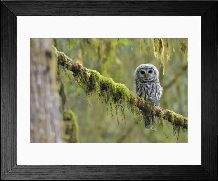 Framed Print : Barred Owl - owlet (only recently fledged) - in Olympic National Park Rain Forest - WA -USA - Summer _C3B4509 Framed Print : Barred Owl - owlet (only recently fledged) - in Olympic National Park Rain Forest - WA -USA - Summer _C3B4509