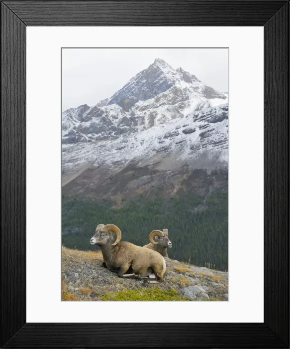 Framed Print : Bighorn Sheep Rams - lying down - Northern Rockies - Canada - Autumn _C3B6708 Framed Print : Bighorn Sheep Rams - lying down - Northern Rockies - Canada - Autumn _C3B6708