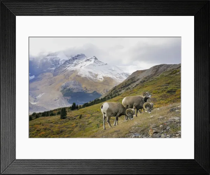 Framed Print : Bighorn Sheep Rams - grazing in subalpine meadow - Northern Rockies - Canada - Autumn _C3B6764 Framed Print : Bighorn Sheep Rams - grazing in subalpine meadow - Northern Rockies - Canada - Autumn _C3B6764