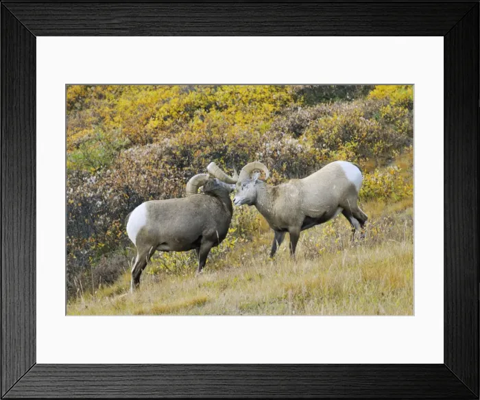 Framed Print : Bighorn Sheep Rams - larger ram showing dominance over younger male - Northern Rockies - Alberta - Canada - Autumn _C3B6828 Framed Print : Bighorn Sheep Rams - larger ram showing dominance over younger male - Northern Rockies - Alberta - Canada - Autumn _C3B6828
