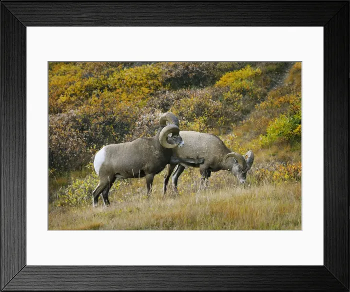 Framed Print : Bighorn Sheep Rams - larger ram showing dominance over younger male - Northern Rockies - Alberta - Canada - Autumn _C3B6830 Framed Print : Bighorn Sheep Rams - larger ram showing dominance over younger male - Northern Rockies - Alberta - Canada - Autumn _C3B6830