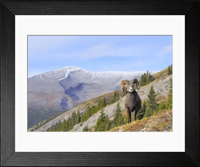 Framed Print : Bighorn Sheep Ram - with near full curl - Alberta - Northern Rockies - Canada -Autumn _C3B6926 Framed Print : Bighorn Sheep Ram - with near full curl - Alberta - Northern Rockies - Canada -Autumn _C3B6926