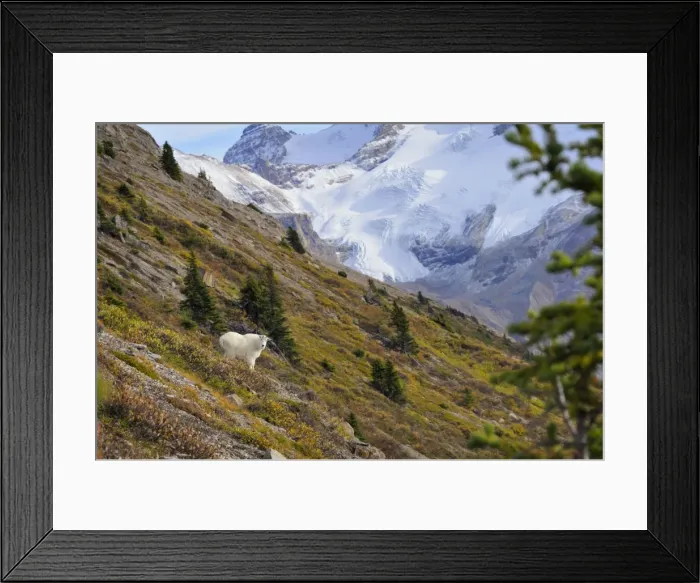 Framed Print : Mountain Goat - on mountain side - Alberta - Canada - Northern Rockies - Autumn _C3B7042 Framed Print : Mountain Goat - on mountain side - Alberta - Canada - Northern Rockies - Autumn _C3B7042