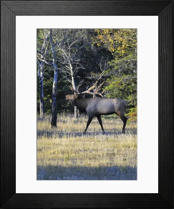 Framed Print : Rocky Mountain Elk - bull bugling - Alberta - Northern Rockies - Canada - Autumn _C3B7438 Framed Print : Rocky Mountain Elk - bull bugling - Alberta - Northern Rockies - Canada - Autumn _C3B7438