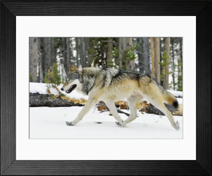 Framed Print : Wild Grey Wolf - in snow - Greater Yellowstone Area - Wyoming - USA _C3B7729 Framed Print : Wild Grey Wolf - in snow - Greater Yellowstone Area - Wyoming - USA _C3B7729