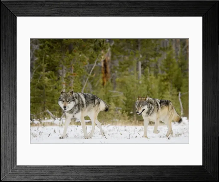 Framed Print : Wild Grey Wolves - in snow - Greater Yellowstone Area - Wyoming - USA _C3B7748 Framed Print : Wild Grey Wolves - in snow - Greater Yellowstone Area - Wyoming - USA _C3B7748