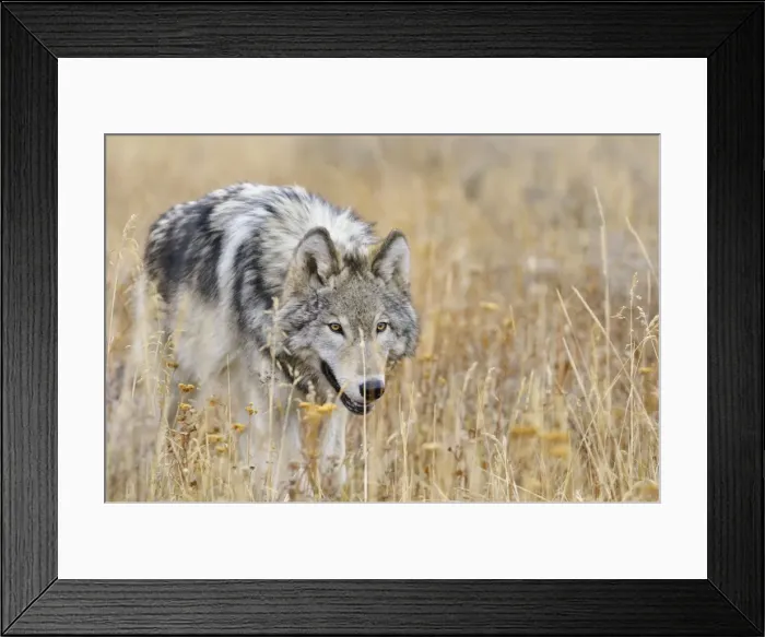 Framed Print : Wild Grey Wolves - autumn - Greater Yellowstone Area - Wyoming - USA _C3B7904 Framed Print : Wild Grey Wolves - autumn - Greater Yellowstone Area - Wyoming - USA _C3B7904