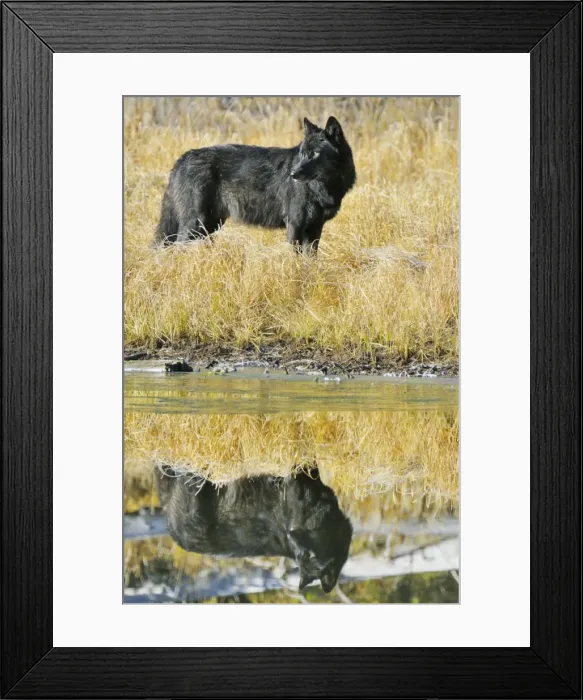 Framed Print : Wild Grey Wolves - black color phase - with reflection - autumn - Greater Yellowstone Area - Wyoming - USA _C3B8677 Framed Print : Wild Grey Wolves - black color phase - with reflection - autumn - Greater Yellowstone Area - Wyoming - USA _C3B8677
