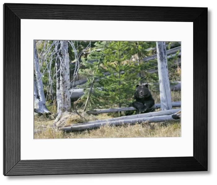 Framed Print : Grizzly Bear - guarding a bull elk kill - autumn - Greater Yellowstone Area - Wyoming - USA _C3B8960 Framed Print : Grizzly Bear - guarding a bull elk kill - autumn - Greater Yellowstone Area - Wyoming - USA _C3B8960