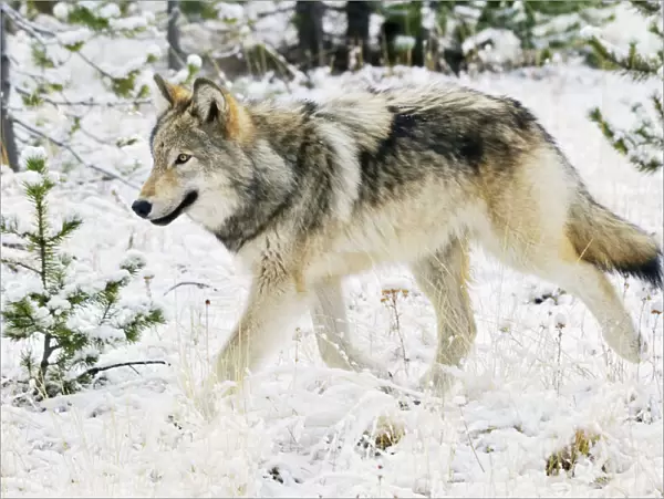Wild Grey Wolf - walking in snow in autumn - Greater Yellowstone Area - Wyoming - USA _C3B9335
