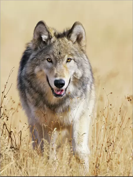 Wild Grey Wolf - walking in autumn - Greater Yellowstone Area - Wyoming - USA _C3B9752