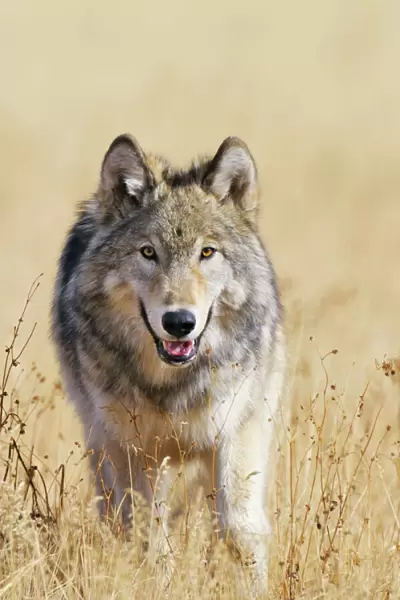 Wild Grey Wolf - walking in autumn - Greater Yellowstone Area - Wyoming - USA _C3B9752