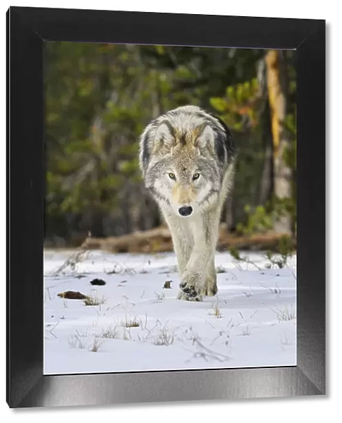 Wild Grey Wolf - walking in snow in autumn - Greater Yellowstone Area - Wyoming - USA _C3B9796