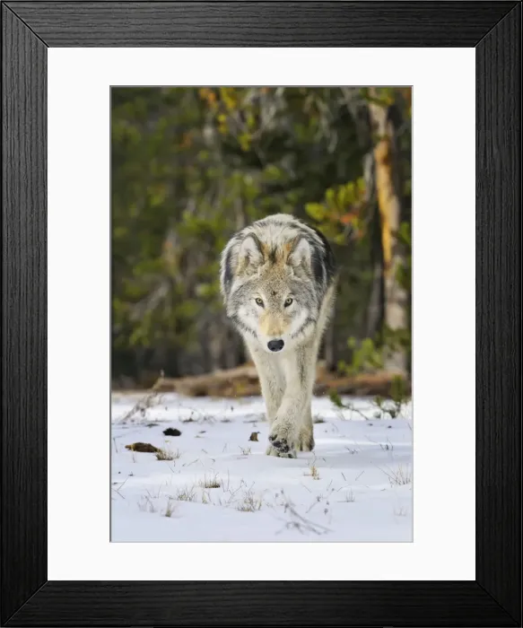 Framed Print : Wild Grey Wolf - walking in snow in autumn - Greater Yellowstone Area - Wyoming - USA _C3B9796 Framed Print : Wild Grey Wolf - walking in snow in autumn - Greater Yellowstone Area - Wyoming - USA _C3B9796