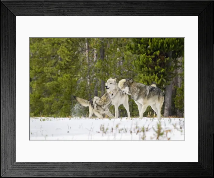 Framed Print : Wild Grey Wolf - in snow - approximately 6 month old pup on left showing submission / playfulness to adults (creamier wolf is his mother) - Greater Yellowstone - Ecological Area - Montana - USA - Autumn _C3B9829 Framed Print : Wild Grey Wolf - in snow - approximately 6 month old pup on left showing submission / playfulness to adults (creamier wolf is his mother) - Greater Yellowstone - Ecological Area - Montana - USA - Autumn _C3B9829