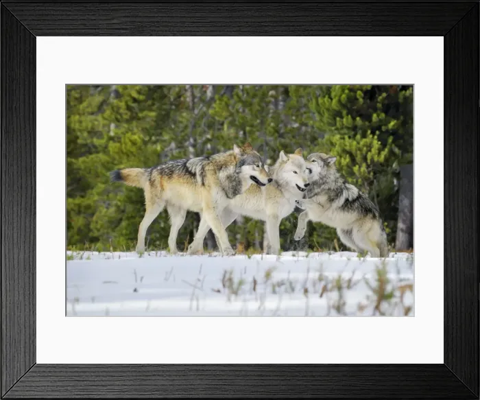 Framed Print : Wild Grey Wolf - in snow - approximately 6 month old pup showing submission  / playfulness to adults (creamier wolf is his mother) - Greater Yellowstone - Ecological Area - Wyoming - USA - Autumn _C3B9840