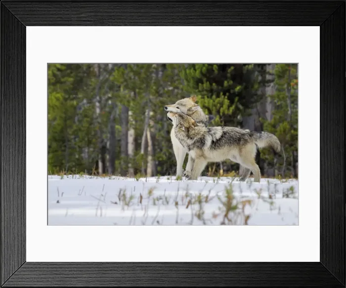 Framed Print : Wild Grey Wolves - greeting in snow - closer wolf is approximately 6 months old pup greeting his mother - Greater Yellowstone Ecological Area - Wyoming - USA _C3B9844 Framed Print : Wild Grey Wolves - greeting in snow - closer wolf is approximately 6 months old pup greeting his mother - Greater Yellowstone Ecological Area - Wyoming - USA _C3B9844
