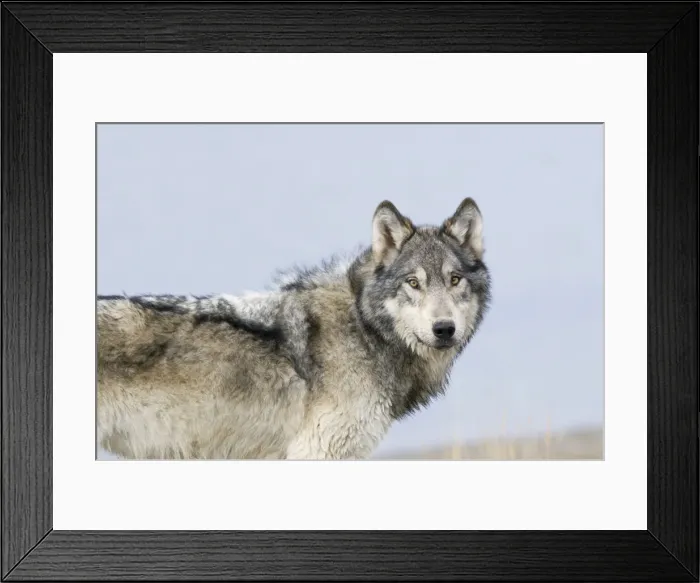 Framed Print : Wild Grey Wolf - autumn - Greater Yellowstone Area - Wyoming - USA _C3C0007 Framed Print : Wild Grey Wolf - autumn - Greater Yellowstone Area - Wyoming - USA _C3C0007
