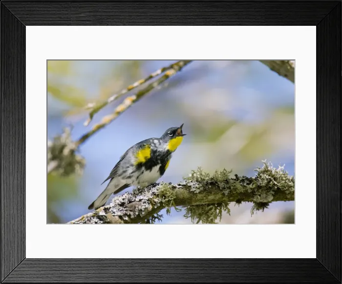 Framed Print : Yellow-rumped Warbler - in maple tree - Spring - Pacific NW - USA _C3D1527 Framed Print : Yellow-rumped Warbler - in maple tree - Spring - Pacific NW - USA _C3D1527