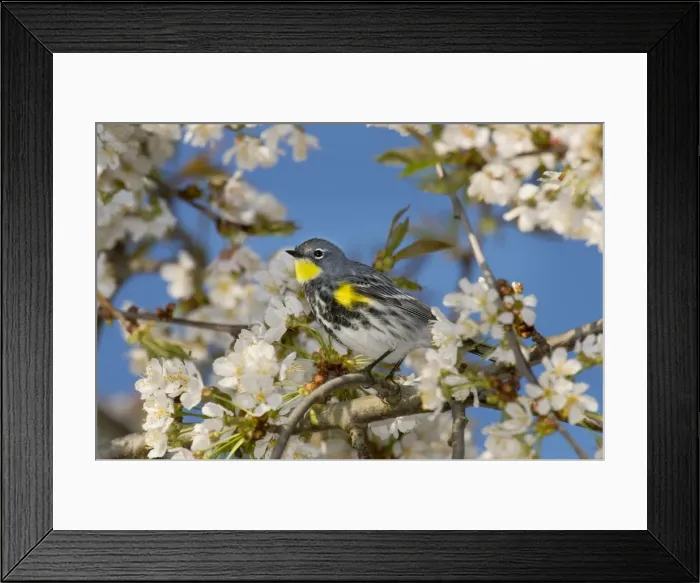 Framed Print : Yellow-rumped Warbler / Audubon's Warbler - in flowering cherry tree - Spring - Pacific Northwest - USA _C3D1690 Framed Print : Yellow-rumped Warbler / Audubon's Warbler - in flowering cherry tree - Spring - Pacific Northwest - USA _C3D1690