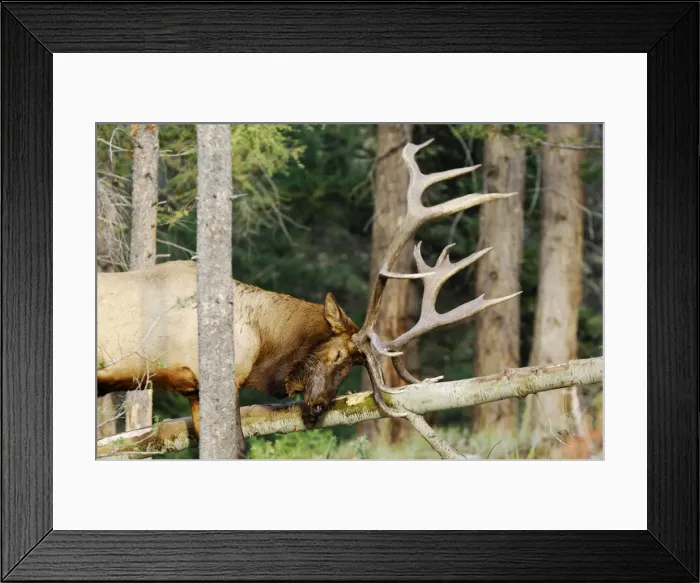 Framed Print : Rocky Mountain Elk - bull rubbing / scraping fallen aspen tree during fall rut - Jasper National Park - Northern Rockies - Alberta - Canada _CXA3117 Framed Print : Rocky Mountain Elk - bull rubbing / scraping fallen aspen tree during fall rut - Jasper National Park - Northern Rockies - Alberta - Canada _CXA3117