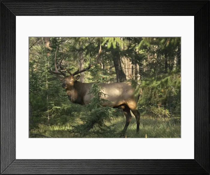 Framed Print : Rocky Mountain Elk - Jasper National Park - Northern Rockies - Alberta - Canada _CXA3147 Framed Print : Rocky Mountain Elk - Jasper National Park - Northern Rockies - Alberta - Canada _CXA3147