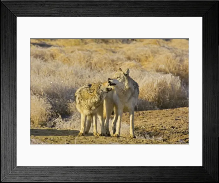 Framed Print : Wild Grey Wolf - approximately 6 month old pup on left playing with mother - Autumn - Greater Yellowstone Ecological Area - Yellowstone National Park - Wyoming - USA _CXA3397 Framed Print : Wild Grey Wolf - approximately 6 month old pup on left playing with mother - Autumn - Greater Yellowstone Ecological Area - Yellowstone National Park - Wyoming - USA _CXA3397