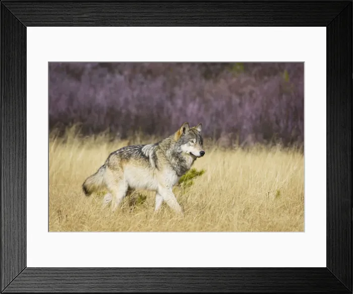 Framed Print : Wild Grey Wolf - walking through grass - Autumn - Greater Yellowstone Ecological Area - Yellowstone National Park - Wyoming - USA _CXA3784 Framed Print : Wild Grey Wolf - walking through grass - Autumn - Greater Yellowstone Ecological Area - Yellowstone National Park - Wyoming - USA _CXA3784