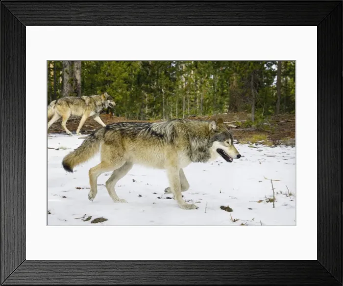 Framed Print : Wild Grey Wolf - traveling through territory - in snow - Autumn - Greater Yellowstone Ecological Area - Yellowstone National Park - Wyoming - USA _CXA3806 Framed Print : Wild Grey Wolf - traveling through territory - in snow - Autumn - Greater Yellowstone Ecological Area - Yellowstone National Park - Wyoming - USA _CXA3806