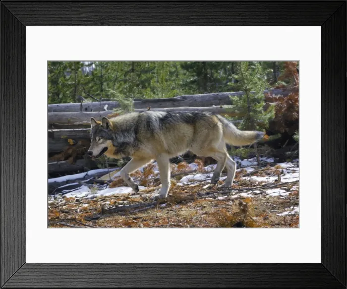 Framed Print : Wild Grey Wolf - traveling through territory - in snow - Autumn - Greater Yellowstone Ecological Area - Yellowstone National Park - Wyoming - USA _CXA3842 Framed Print : Wild Grey Wolf - traveling through territory - in snow - Autumn - Greater Yellowstone Ecological Area - Yellowstone National Park - Wyoming - USA _CXA3842