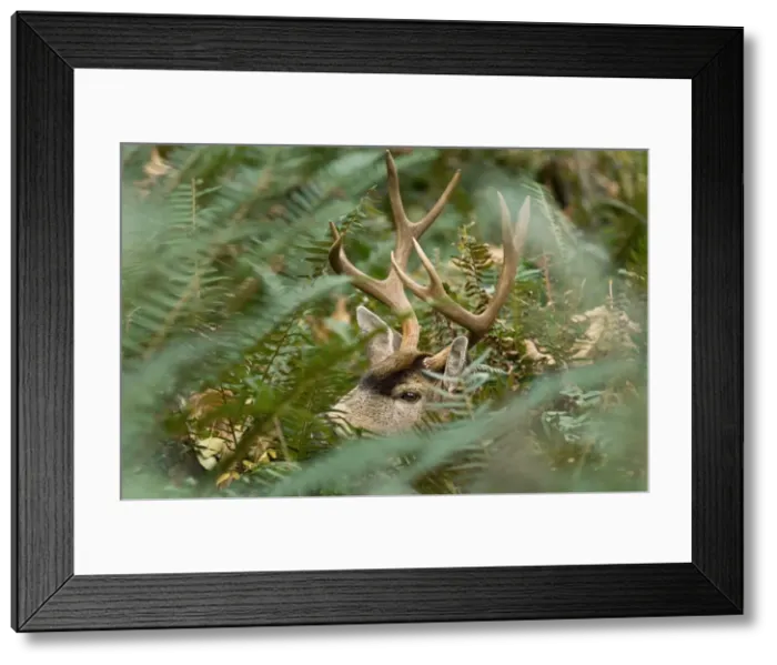 Framed Print : Coastal Black-tailed Deer - buck appearing through foliage - Autumn - Pacific Northwest - Washington - USA _CXA4189 Framed Print : Coastal Black-tailed Deer - buck appearing through foliage - Autumn - Pacific Northwest - Washington - USA _CXA4189