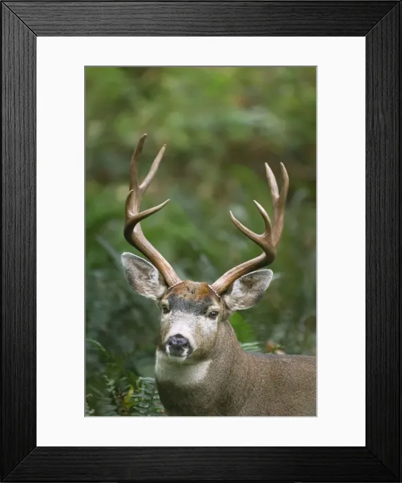 Framed Print : Coastal Black-tailed Deer - buck - Autumn - Pacific Northwest - Washington - USA _CXA4350 Framed Print : Coastal Black-tailed Deer - buck - Autumn - Pacific Northwest - Washington - USA _CXA4350