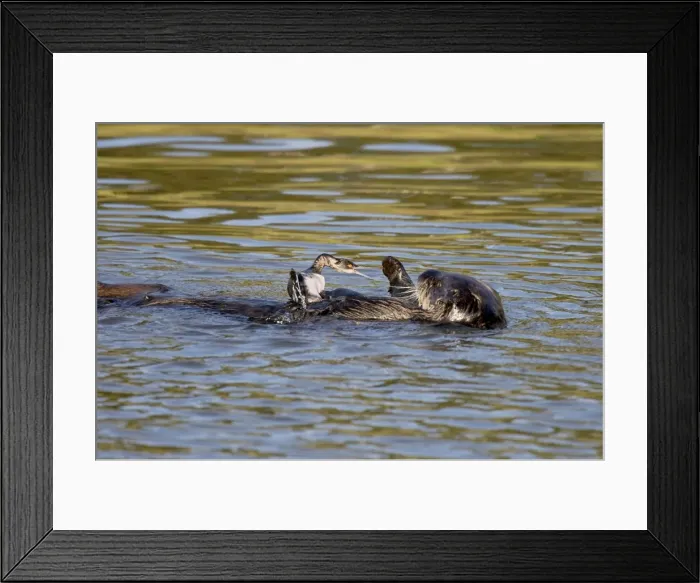 Framed Print : Sea Otter - playing with grebe - Sea otter did not attempt to eat this grebe but only played with it for 5 to 10 minutes before letting it go - Monterey Bay - USA _C3A2880 Framed Print : Sea Otter - playing with grebe - Sea otter did not attempt to eat this grebe but only played with it for 5 to 10 minutes before letting it go - Monterey Bay - USA _C3A2880