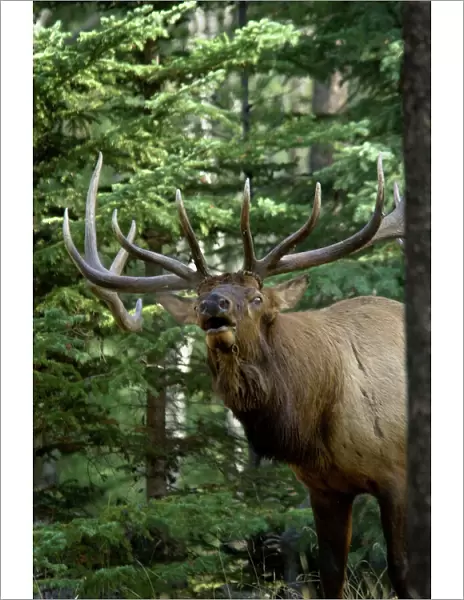 Rocky Mountain Elk - bull bugling - Autumn - Jasper National Park - Northern Rockies - Wapiti - USA _CXA3285