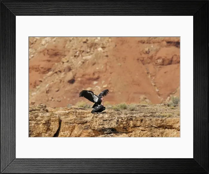 Framed Print : California Condor - mating - near Grand Canyon National Park - Arizona - USA _C3A0079 Framed Print : California Condor - mating - near Grand Canyon National Park - Arizona - USA _C3A0079