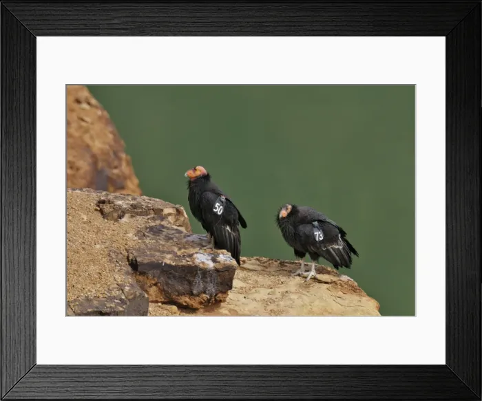 Framed Print : California Condors - with tags - near Grand Canyon National Park - Arizona - USA _C3A0164 Framed Print : California Condors - with tags - near Grand Canyon National Park - Arizona - USA _C3A0164