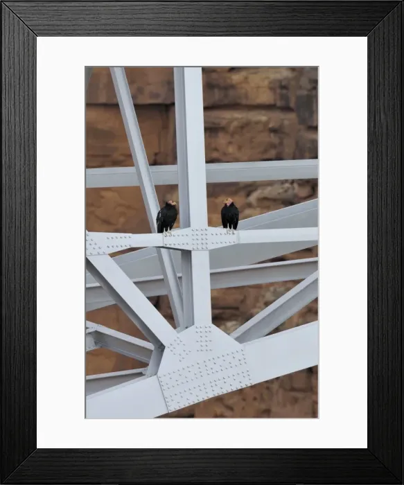 Framed Print : California Condor - sitting on Navajo Bridge across Marble Canyon - (Colorado River) - Grand Canyon National Park - Arizona - USA _C3A0380 Framed Print : California Condor - sitting on Navajo Bridge across Marble Canyon - (Colorado River) - Grand Canyon National Park - Arizona - USA _C3A0380