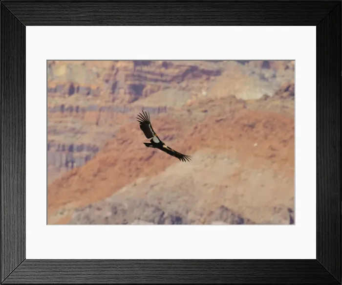 Framed Print : California Condor - in flight near the Vermillion Cliffs - eastern end of Grand Canyon National Park - Arizona - USA _C3A0673 Framed Print : California Condor - in flight near the Vermillion Cliffs - eastern end of Grand Canyon National Park - Arizona - USA _C3A0673