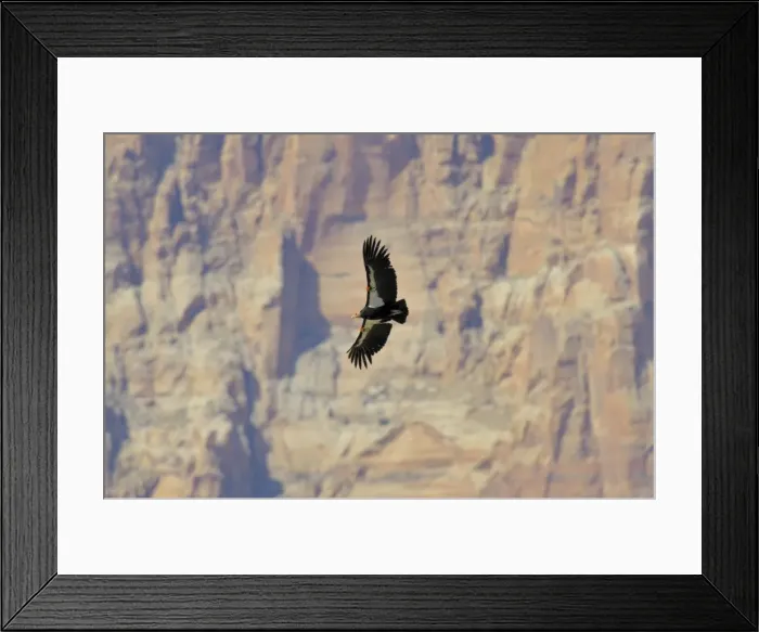 Framed Print : California Condor - in flight near the Vermillion Cliffs - eastern end of Grand Canyon National Park - Arizona - USA _C3A0699 Framed Print : California Condor - in flight near the Vermillion Cliffs - eastern end of Grand Canyon National Park - Arizona - USA _C3A0699