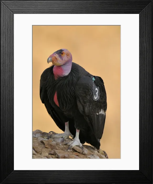 Framed Print : California Condor - with tags - perched on rock - Grand Canyon National Park - Arizona - USA _C3A9797 Framed Print : California Condor - with tags - perched on rock - Grand Canyon National Park - Arizona - USA _C3A9797