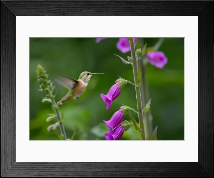 Framed Print : Rufous Hummingbird - Immature or female - feeding on foxglove flowers (Digitalis purpurea) - Olympic National Forest - Pacific Northwest - USA - June _C3B2319 Framed Print : Rufous Hummingbird - Immature or female - feeding on foxglove flowers (Digitalis purpurea) - Olympic National Forest - Pacific Northwest - USA - June _C3B2319