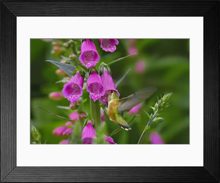 Framed Print : Rufous Hummingbird - Immature or female - feeding on foxglove flowers (Digitalis purpurea) - Olympic National Forest - Pacific Northwest - USA - June _C3B2441 Framed Print : Rufous Hummingbird - Immature or female - feeding on foxglove flowers (Digitalis purpurea) - Olympic National Forest - Pacific Northwest - USA - June _C3B2441