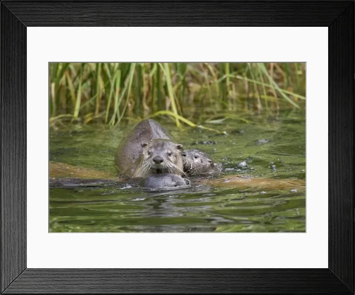 Framed Print : Northern River Otter - mother with two pups in water - Northern Rockies - Montana - Wyoming - Western USA - June _C3D3231 Framed Print : Northern River Otter - mother with two pups in water - Northern Rockies - Montana - Wyoming - Western USA - June _C3D3231