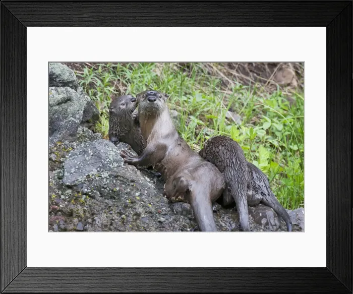 Framed Print : Northern River Otter - family - mother with three pups - Northern Rockies - Montana - Wyoming - Western USA - June _C3D3264 Framed Print : Northern River Otter - family - mother with three pups - Northern Rockies - Montana - Wyoming - Western USA - June _C3D3264