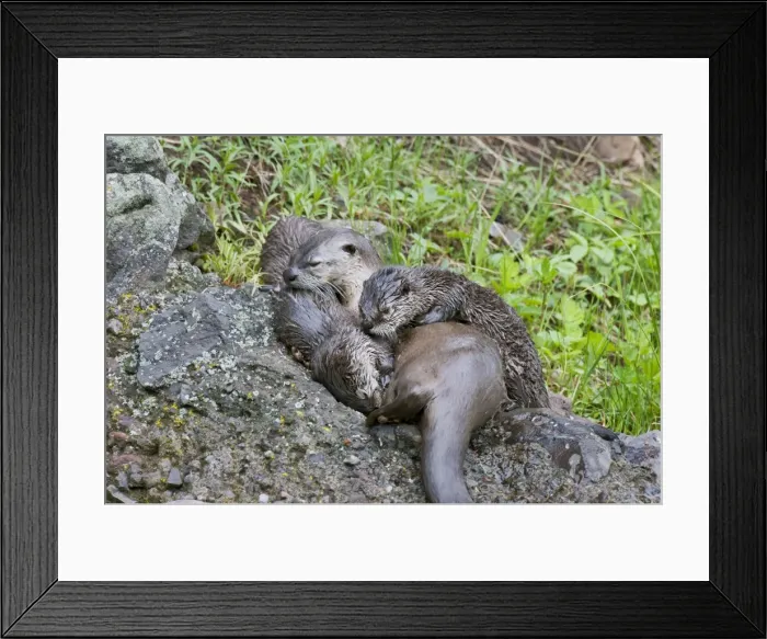 Framed Print : Northern River Otter - mother nursing pups - Northern Rockies - Montana - Wyoming - Western USA - Summer _C3D3294 Framed Print : Northern River Otter - mother nursing pups - Northern Rockies - Montana - Wyoming - Western USA - Summer _C3D3294