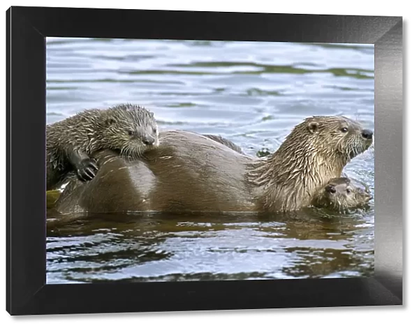 Northern River Otter - mother with two pups in water - Northern Rockies - Montana - Wyoming - Western USA - Summer _C3D3559